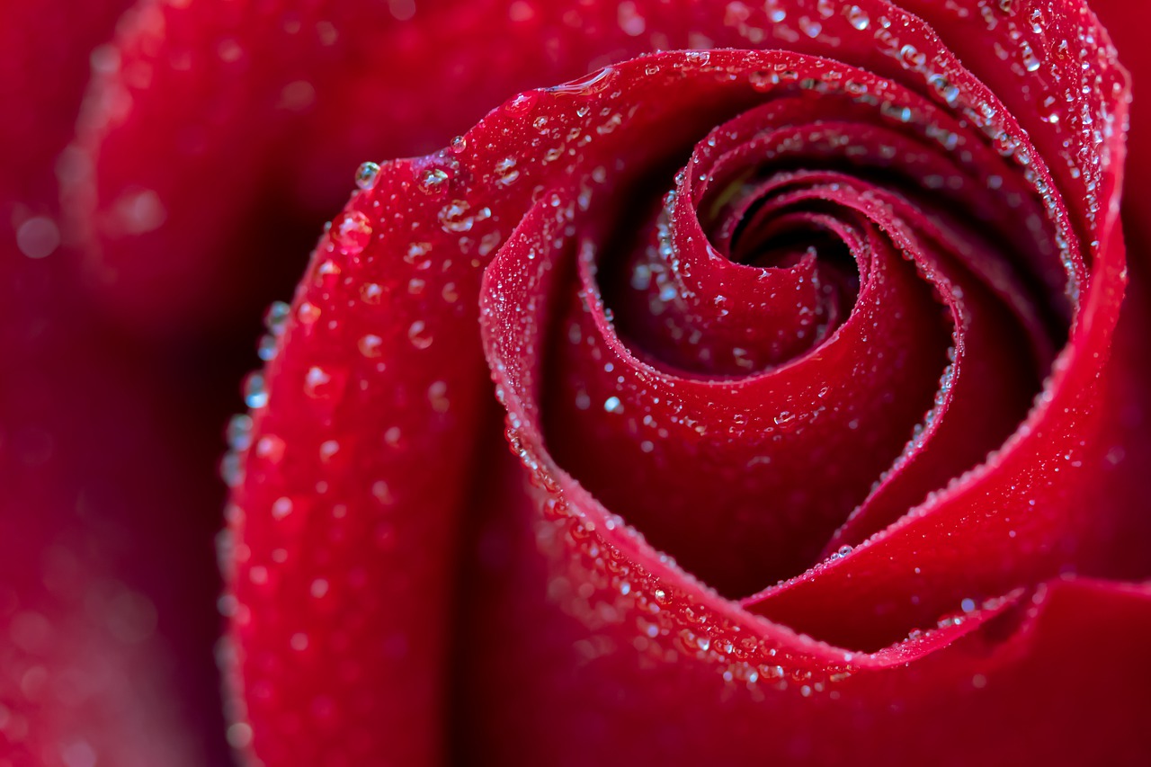 rose, flower, dew-5452046.jpg